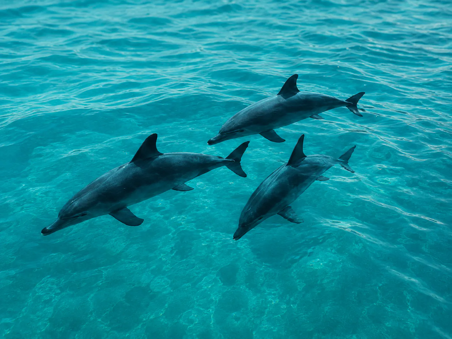 Dolphin Cruise visual placeholder